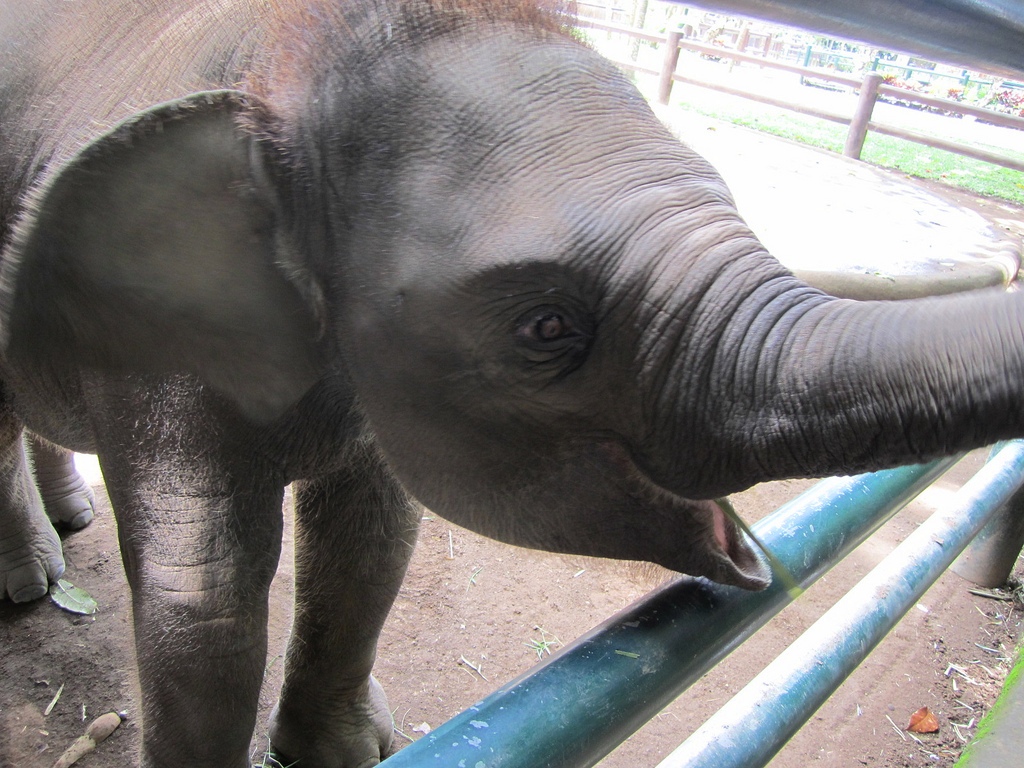 Baby Elephant at Elephant Safari Park